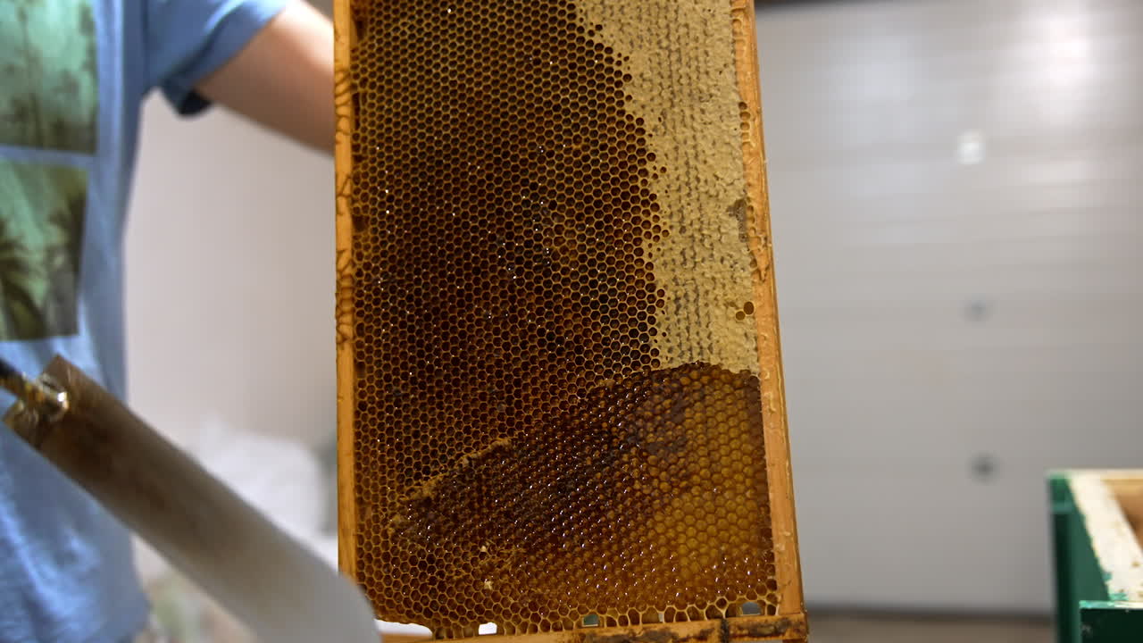 Male hand cutting the wax covering the honeycombs. Preparing the frames for harvesting healthy organic product. Close up. Low angle view.