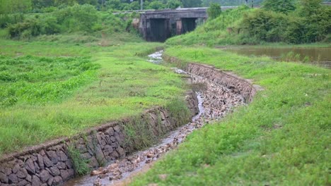 a flock of ducks moves along the canal in the middle of the field , duck farming in asia , rural