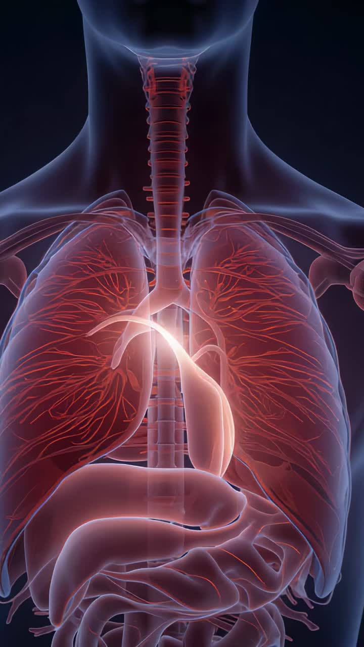 Video verticale: rendering in 3D pulsante di un busto che mostra l'evidenziazione che si sposta tra stomaco e bronchi a scopo didattico