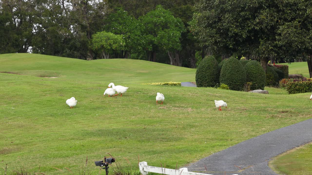 거위 가 풀에서 돌아다니며 휴식을 취하고 있습니다.