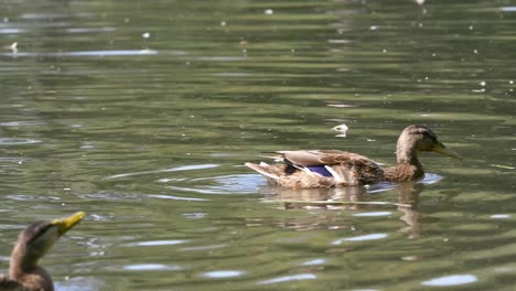 patos nadando en un estanque