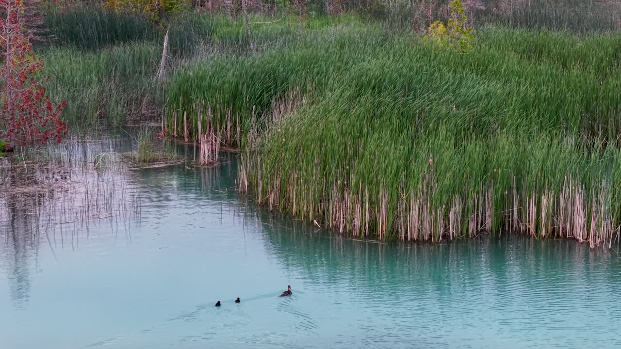 Ducks swim across a calm turquoise pond surrounded by tall green reeds and autumn-colored trees in the wilderness
