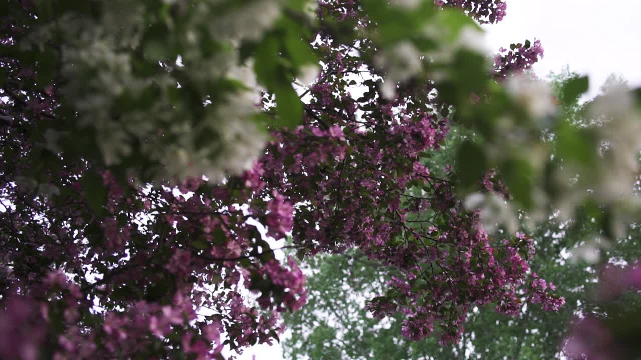 봄에 꽃이 피는 분홍색과 색 꽃