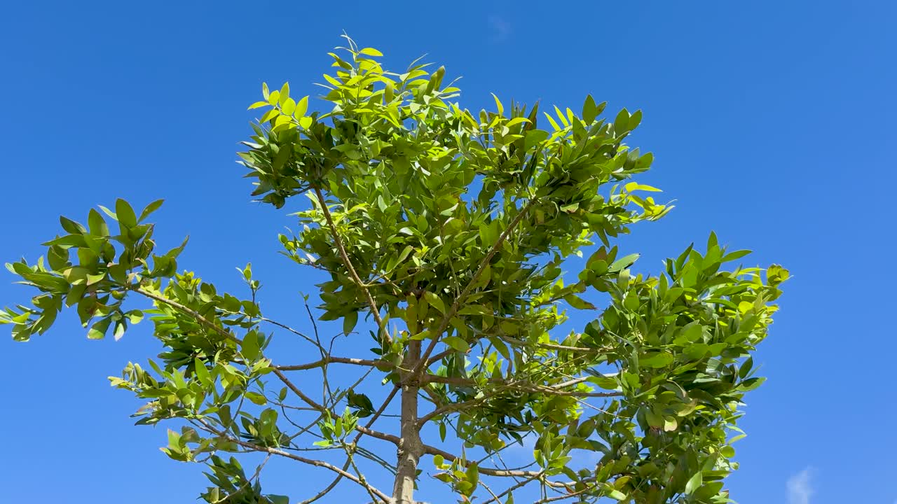 Young tree branches with green leaves move gently in the wind under bright daylight, captured from a low angle with a static camera and clear blue sky