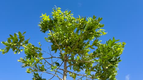 young tree branches with green leaves move gently in the wind under bright daylight, captured from a low angle with a static camera and clear blue sky