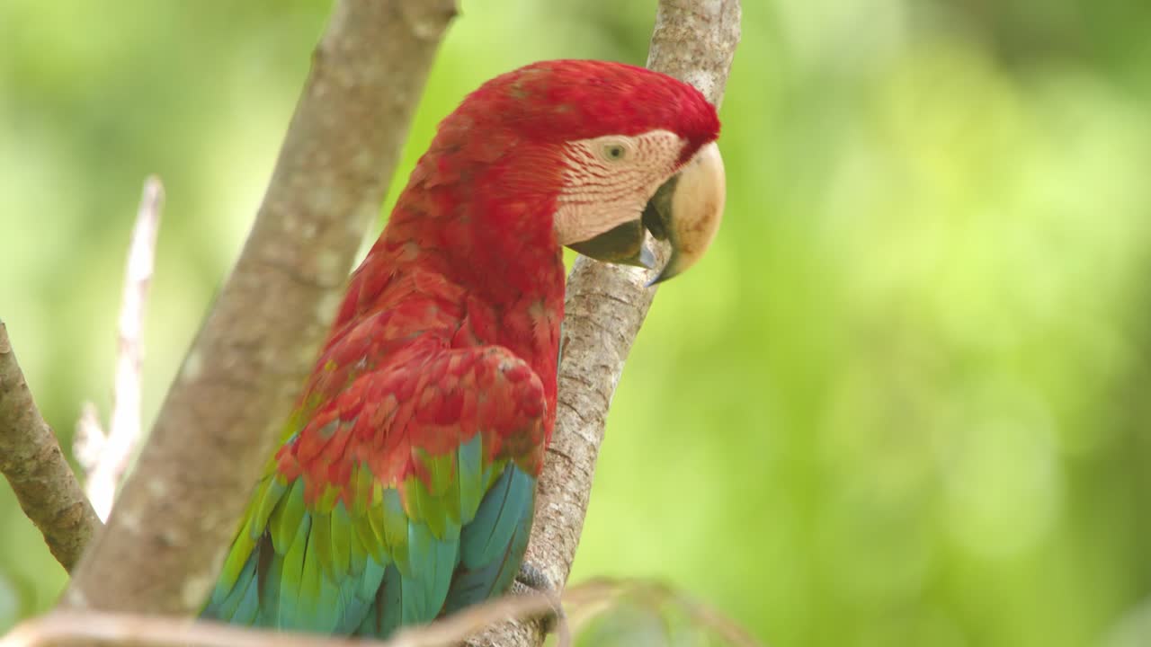 A stunning close-up of a Green-Winged Macaw’s as it scratches its head with talon as it perches in Peru’s lush rainforest.