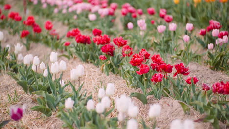 commercial tulip farming in spring