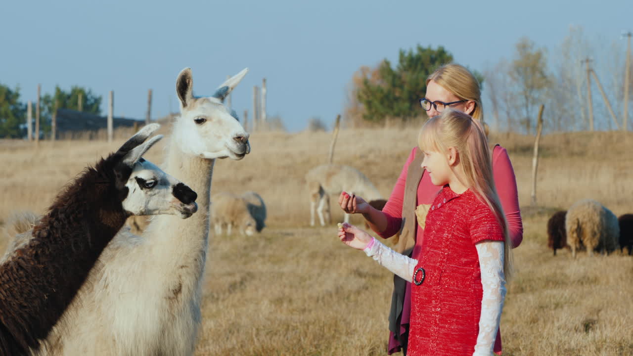 흰색과 검은색 알파카에게 아기를 안고 있는 여성