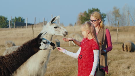 mujer con bebé da golosinas a alpaca blanca y negra