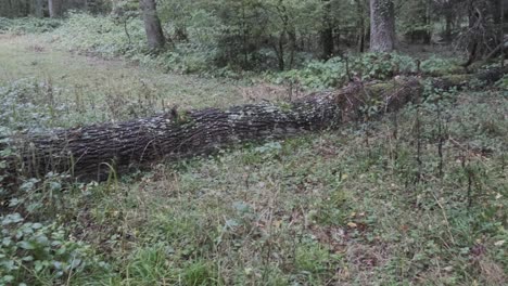 árbol-Caído-En-El-Bosque-Después-De-La-Tormenta-V4