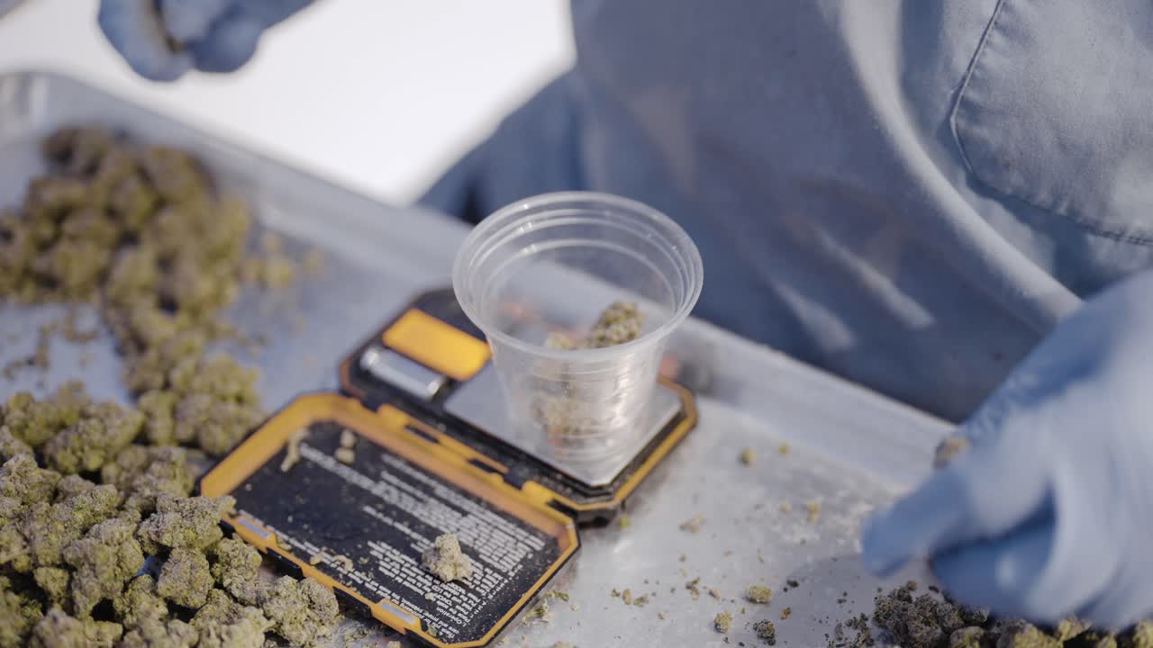 Primo piano di un operaio dell'industria della cannabis che usa i guanti per pesare cime di marijuana al rallentatore.