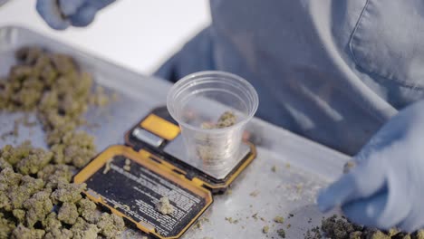 Close-up-of-Cannabis-industry-worker-using-gloves-to-scale-Marijuana-buds-in-Slow-motion