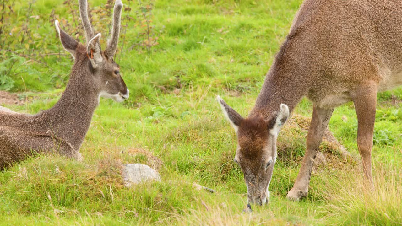 Two red deer interact in grassy meadow, one grazing while the other rests, natural daylight