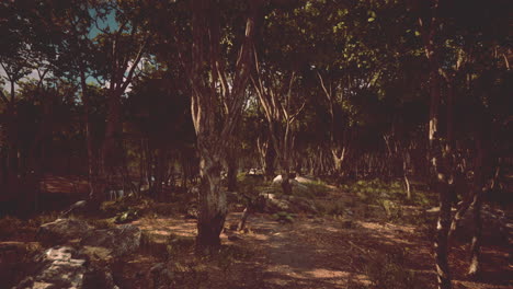 Wald-In-Der-Dunkelheit-Mit-Gras-Und-Felsen