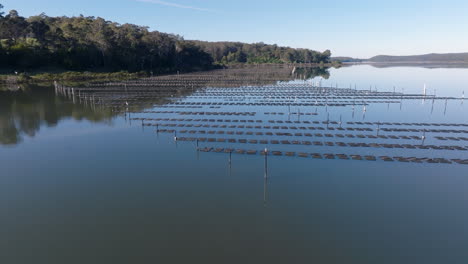 drone shot of wapengo lake with oyster farms, south coast, new south wales, australia