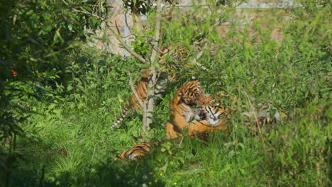 Madre-Tigre-De-Sumatra-Rugiendo-A-Los-Cachorros-Jugando-Peleando-Con-Ella-En-Un-Entorno-De-Hierba-Verde-Salvaje