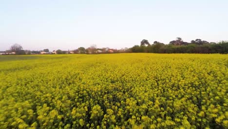 Volando-Sobre-Hermosos-Campos-Amarillos-Mientras-El-Sol-Se-Pone-Lentamente-4