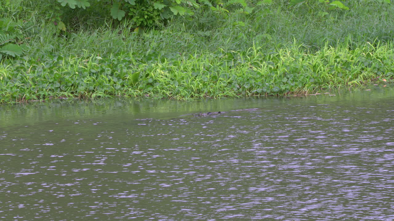 Tracking shot of a large crocodile diving in water stalking its prey in Panama