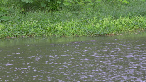 Tracking shot of a large crocodile diving in water stalking its prey in Panama