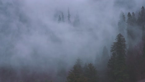 Misty-landscape-with-fir-forest-in-retro-vintage-hipster-style---Himachal-Pradesh,-Himalayas---India