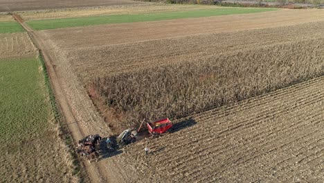vista aérea de un granjero amish cosechando su cosecha de otoño de maíz con cinco caballos tirando de su cosechadora en un soleado día de otoño