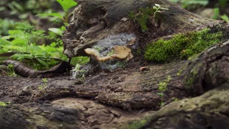 Weißer-Und-Gelber-Pilz-Auf-Der-Seite-Der-Toten-Baumrinde