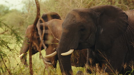 two elephants in a savanna