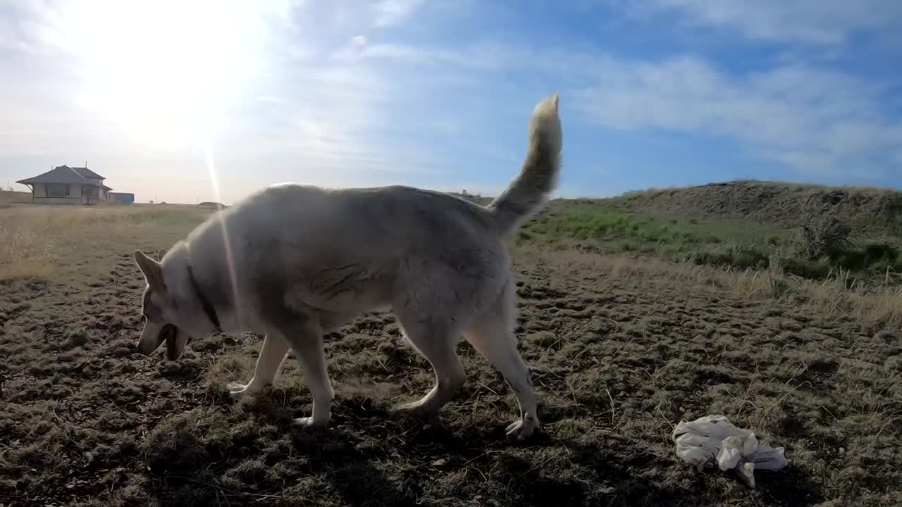 느린 동작 - 캐나다 앨버타에 있는 시골 근처 도로의 흙에서 노는 더러운 개