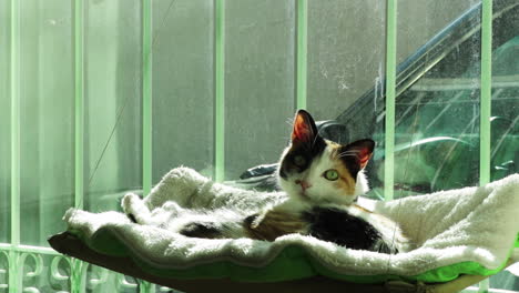 a cat lying down, looks at the camera