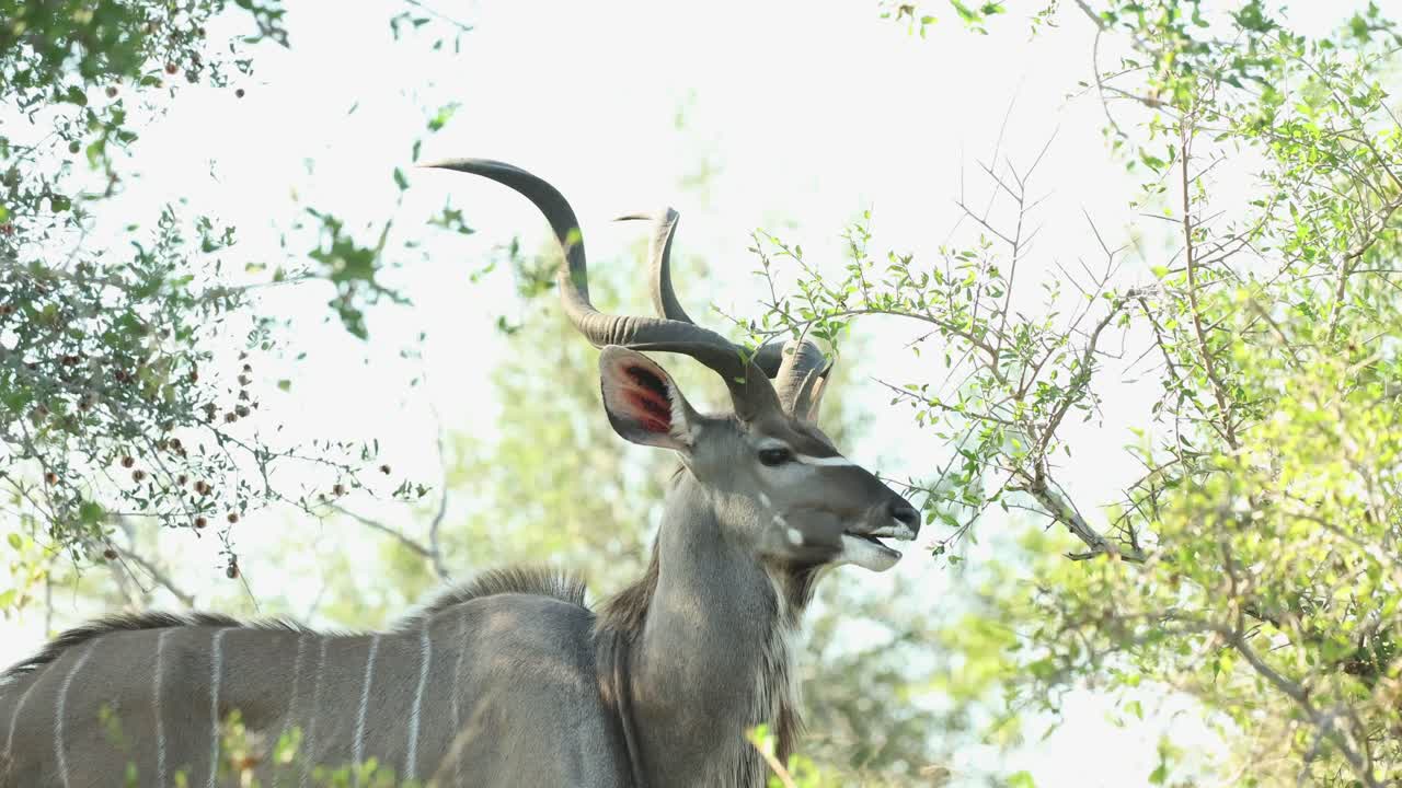 Medium shot of a kudu bull feeding on some green leaves, Kruger National Park.