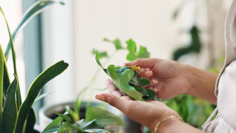 woman inspecting houseplants