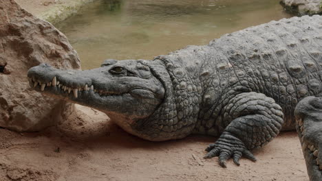 Ruhiges-Nilkrokodil-In-Der-Nähe-Des-Wassers-Im-Zoo