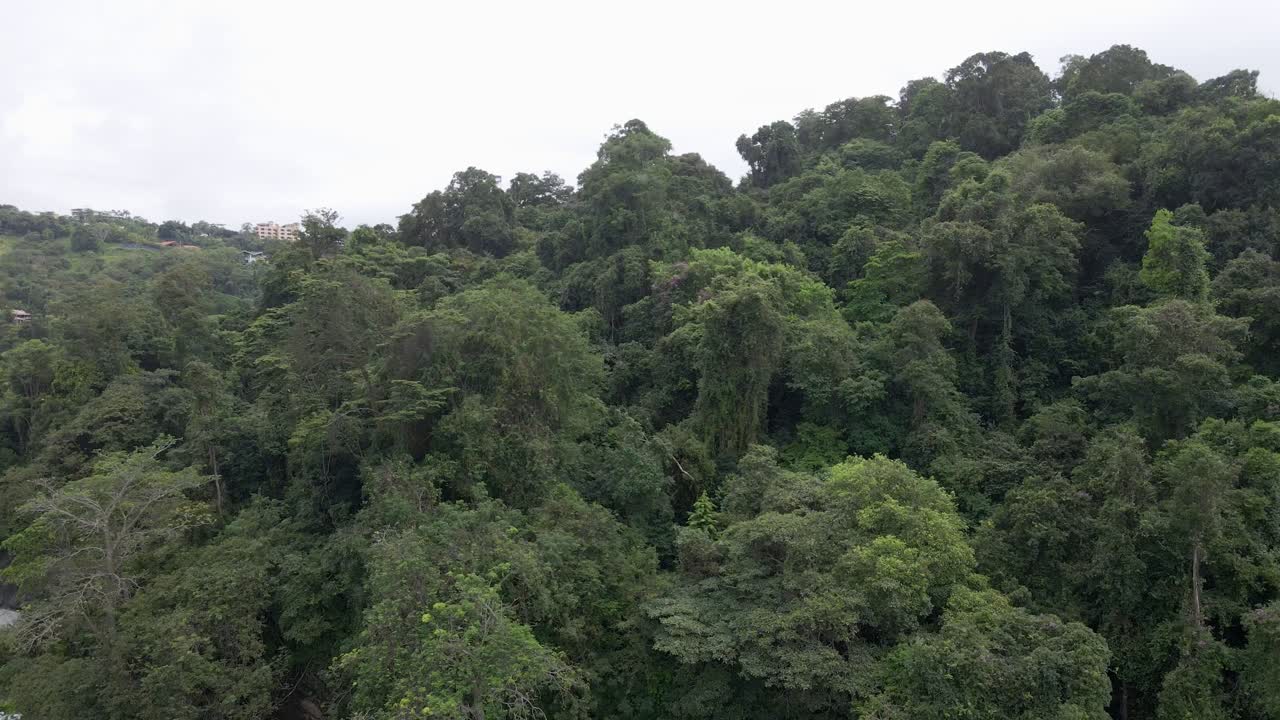dosel de árboles de selva exuberante en la orilla de paya la vaca, una playa aislada tropical cerca de quepos, costa rica