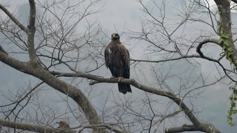 Un-Gran-águila-Esteparia-Posada-En-Un-árbol-Sin-Hojas