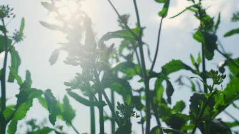 Summer-flowers-growing-garden-on-sunny-sky-daytime.-Nature-inspiration-concept.