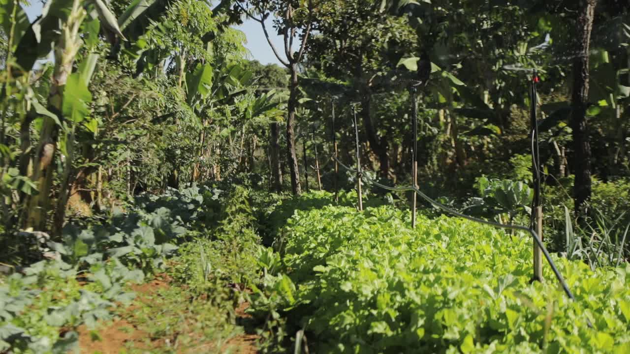 aspersores automáticos riegan los cultivos en una granja orgánica