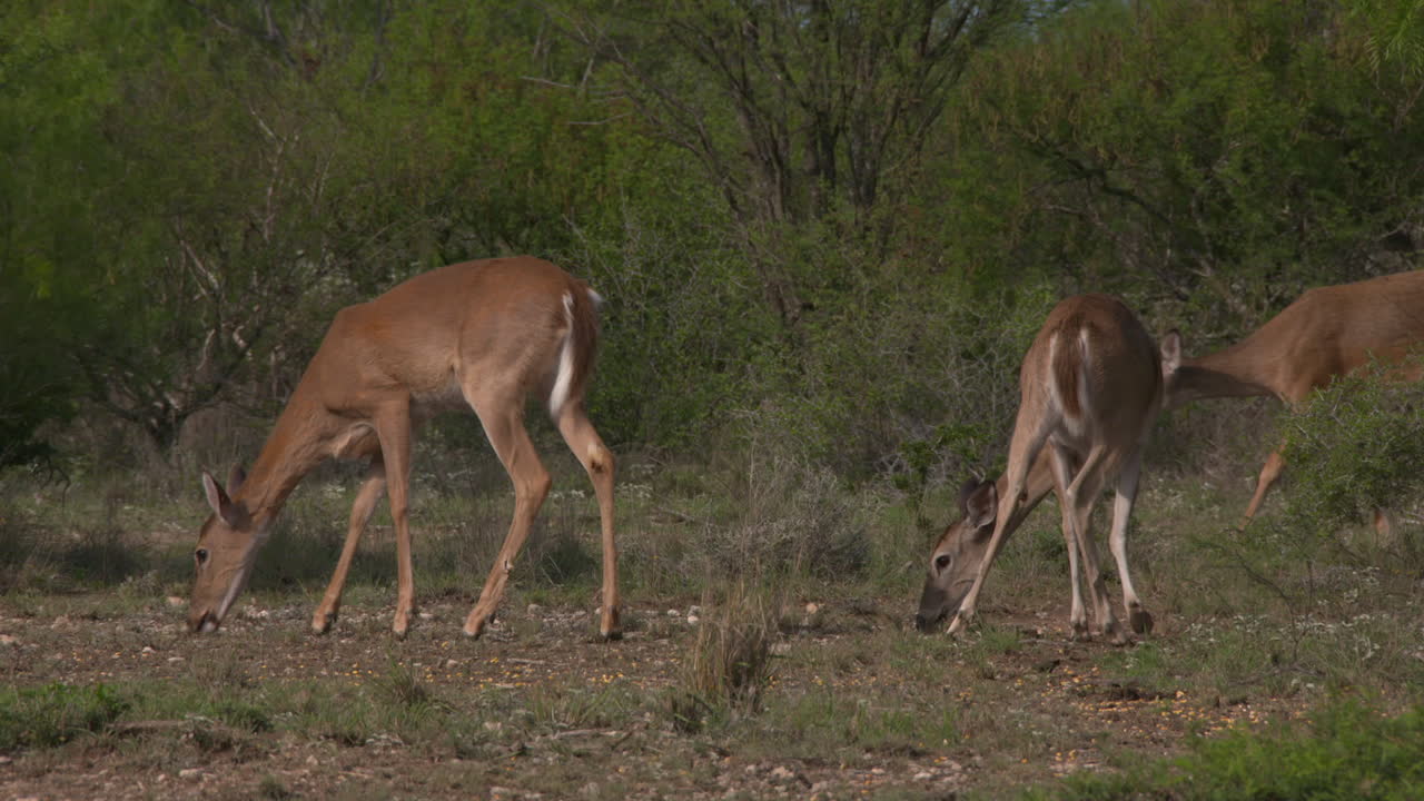 화이트테일은 텍사스에서 한다 화이트테일은 텍사스에서 한다