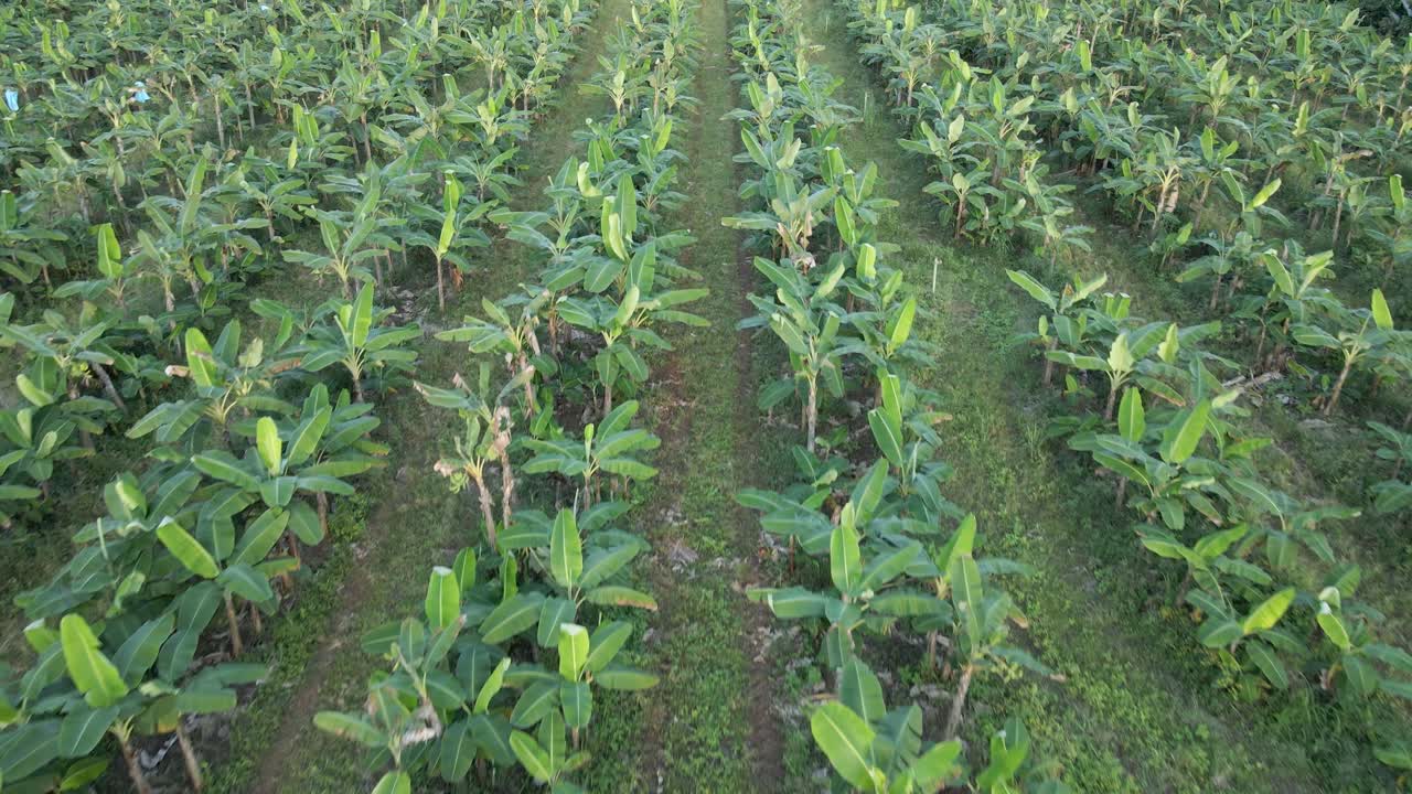 antena - plantación de banano crece en costa rica con cultivos de cobertura entre las filas