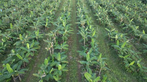 aerial - banana plantation grow in costa rica with cover crops between the rows