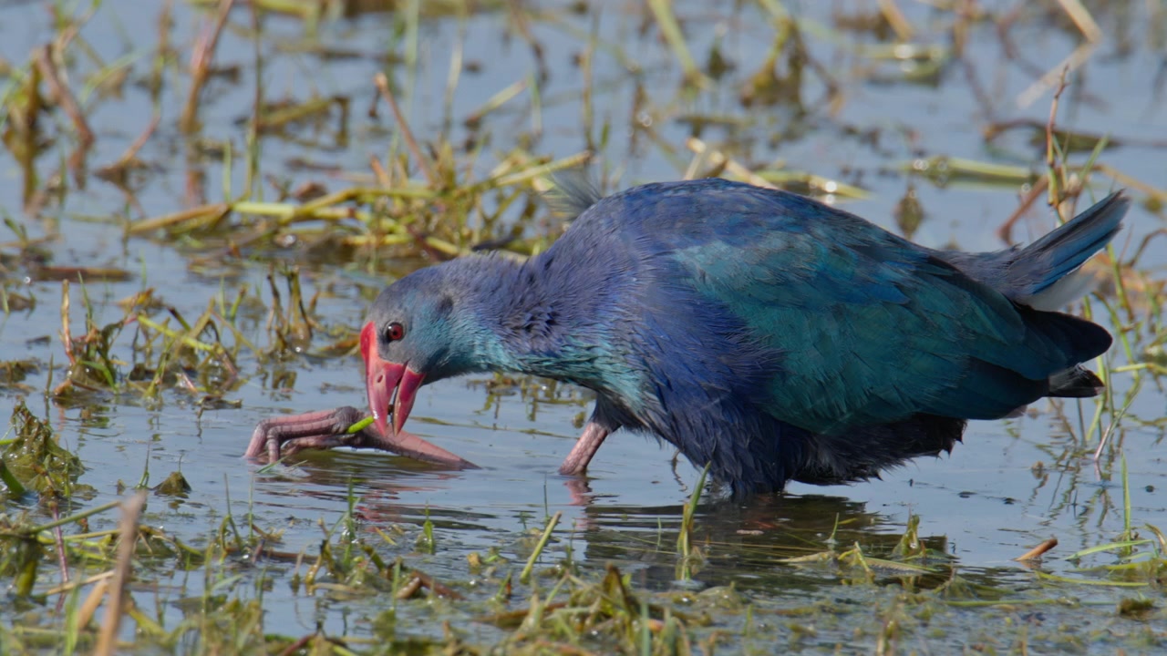 Gråhodet sumphøne spiser vannplanter i myra, Keoladeo fuglereservat, India.
