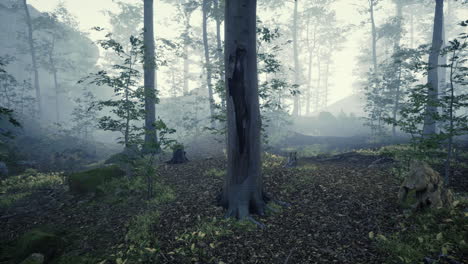 Misty-morning-in-the-woods