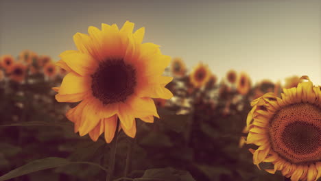 Splendid-scene-of-vivid-yellow-sunflowers-in-the-evening