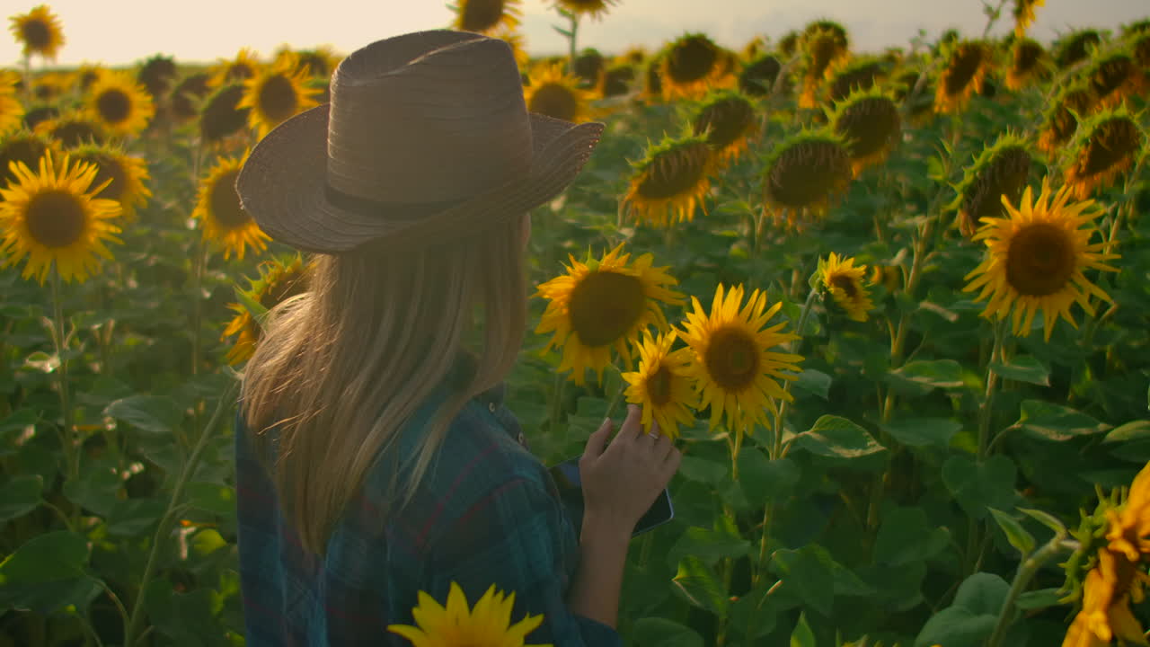 una granjera de botánica está trabajando en el campo de girasoles con una tableta. camina en un día de verano entre muchos girasoles y estudia sus principales características.