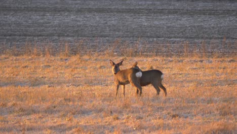 lovely couple of young white tailed deer alone amidst empty field - wide long shot