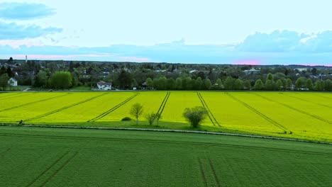 Vista-Aérea-Del-Paisaje-Sobre-Un-Campo-Rural-De-Colza-Amarilla-Mientras-Una-Pareja-Monta-Sus-Bicicletas-Por-La-Idílica-Carretera-Rural