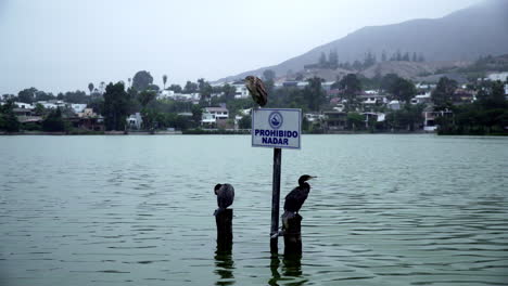 Un-Primer-Plano-De-Dos-Cormoranes-Negros-Y-Un-Lavandero-Occidental-Sentados-En-Un-Cartel-Prohibido-En-El-Agua-Cerca-De-Un-Pueblo-Costero-Al-Fondo-En-La-Molina,-Lima,-Perú