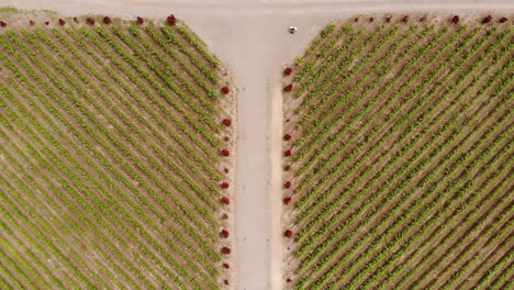 Vertikal-über-Einem-Perfekten-Und-Symmetrischen-Weinberg,-Umgeben-Von-Staubigen-Pfaden-In-Mendoza,-Argentinien