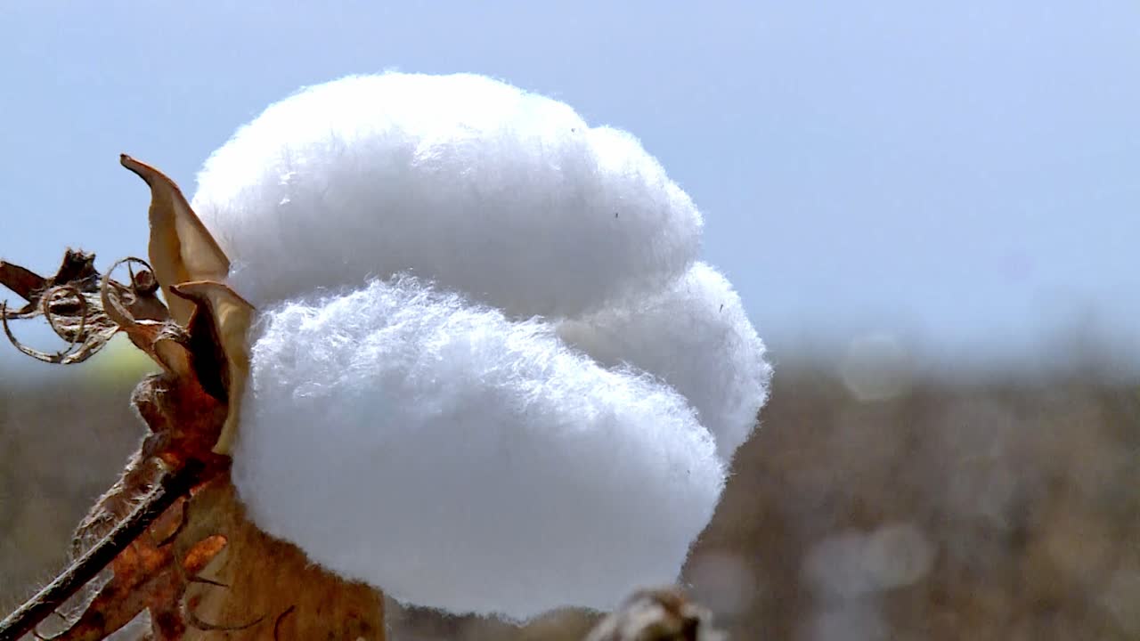 el bulbo de la planta madura y florece, formando las fibras suaves y blancas del algodón