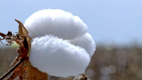 Plant-boll-matures-and-blossoms,-forming-the-soft,-white-cotton-fibers