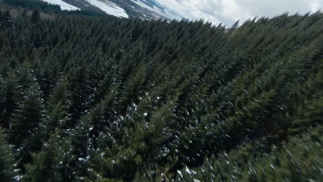 Beautiful drone view flying over a large spruce forest, amazing scenic shot, drone flying up and then gliding down over the forest